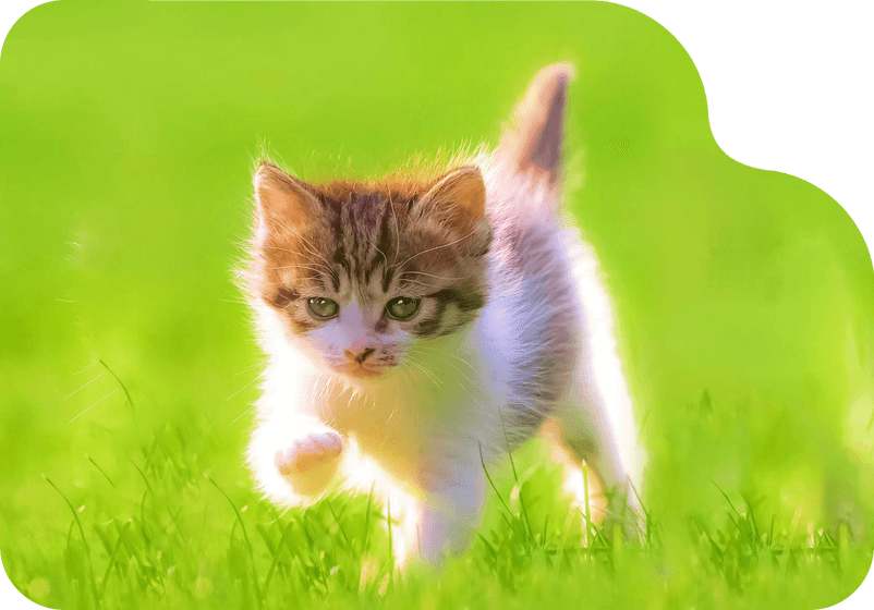 ペットのみの撮影
