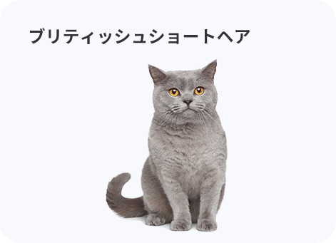 ブリティッシュショートヘアは丸みを帯びた体型に美しい被毛が特徴です。 不思議の国のアリスのチェシャ猫のモデルともいわれています。 原産国はイングランド（イギリス）で、我慢強く穏やかな性格。