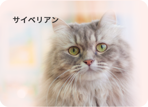 サイベリアンはふわふわとした豊かな被毛が特徴です。 ロシアが原産国で、頭の良さは猫種の中でも上位と言われています。