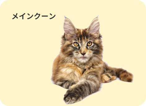 メインクーンは世界最大の猫としてギネスブックにも登録されています。 原産国はアメリカ。性格は温厚で人懐っこく穏やかです。