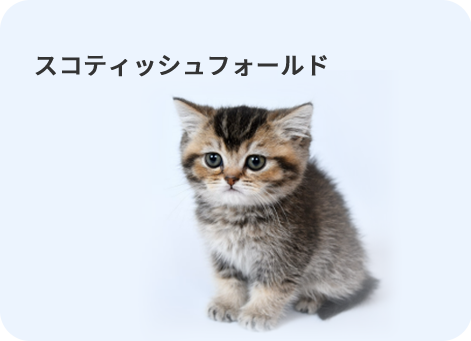 ちょこんと折れた耳に、鼻ぺちゃ顔がとっても愛らしいスコティッシュフォールド。 性格は穏やかで甘えん坊な子が多く、人に懐きやすい傾向にあります。