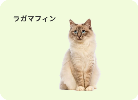 ラガマフィンはふわふわの長毛が特徴。性格は穏やかでおとなしいです。 原産国はアメリカでラグドールと同じ血統の猫から生まれました。