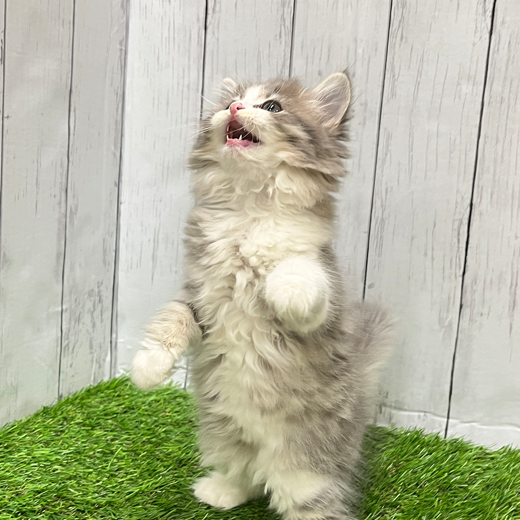 ぎゃん川崎ちゃん