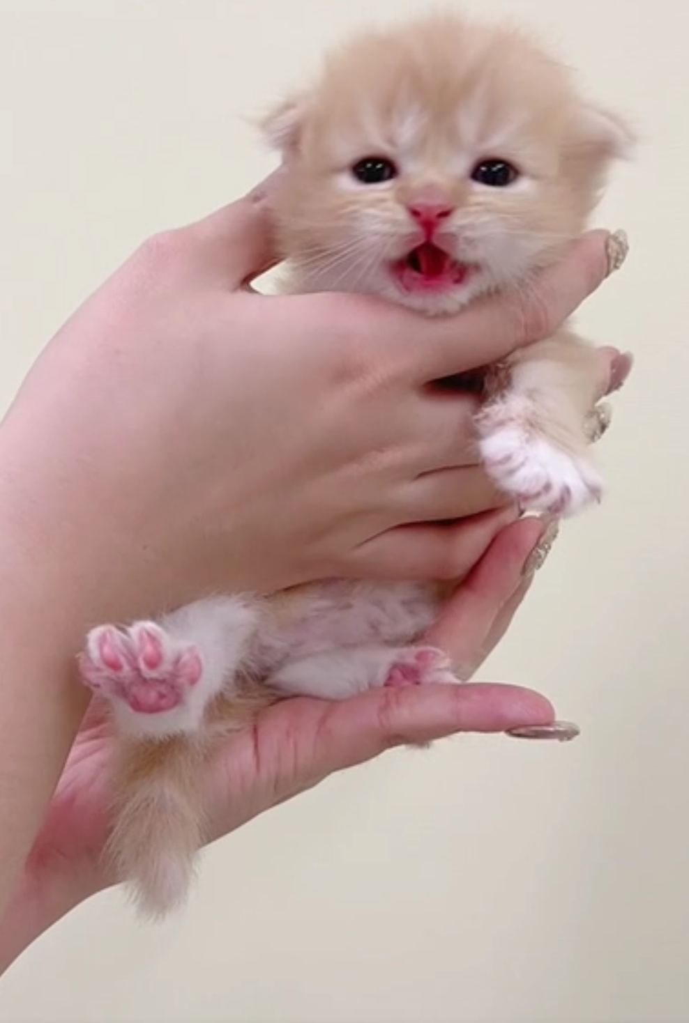 [予約受付中]5月19生まれの子猫ちゃん