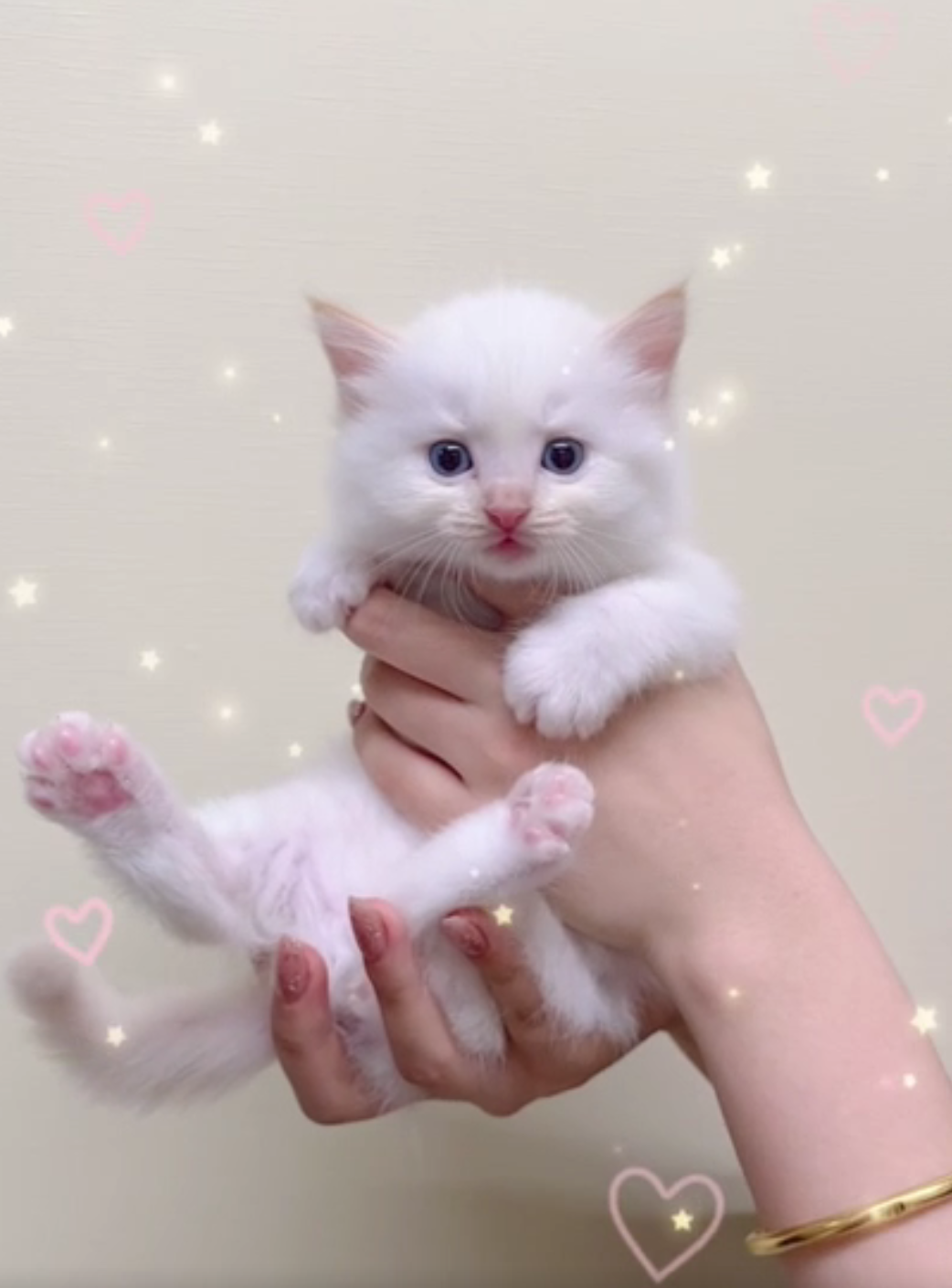 [予約受付中]5月12生まれの子猫ちゃん