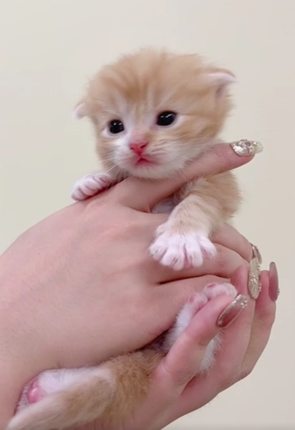 [予約受付中]5月19生まれの子猫ちゃん