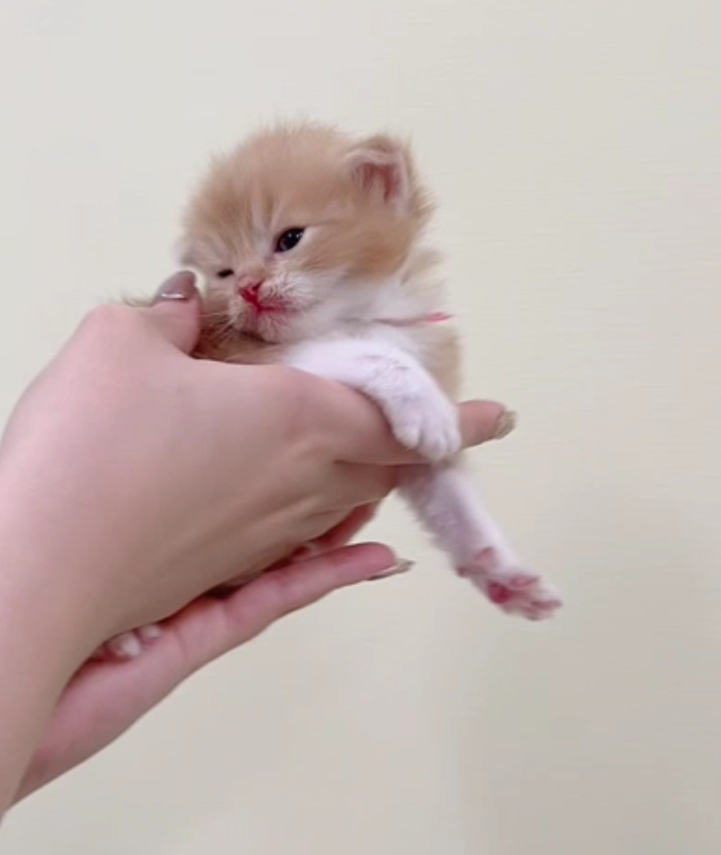 [予約受付中]5月19生まれの子猫ちゃん