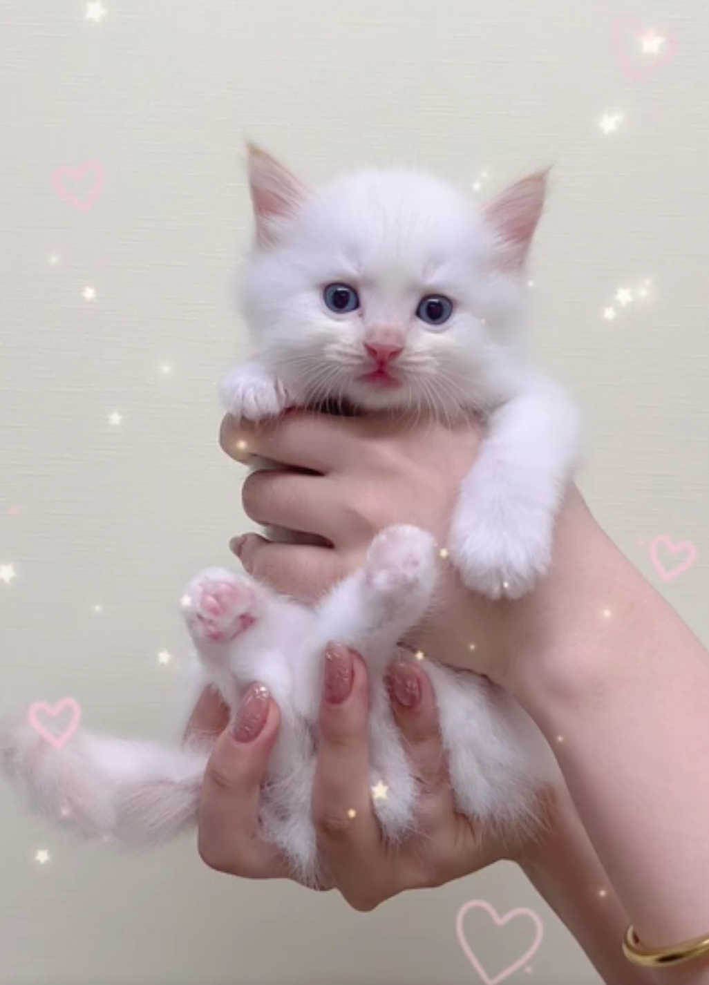 [予約受付中]5月12生まれの子猫ちゃん