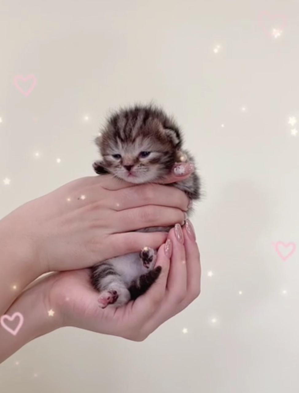 [予約受付中]6月4生まれの子猫ちゃん