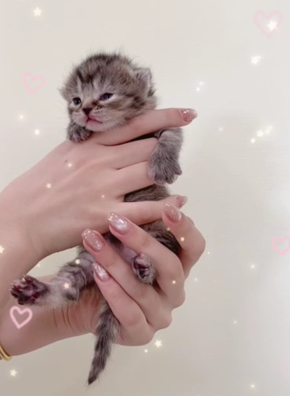 [予約受付中]6月4生まれの子猫ちゃん