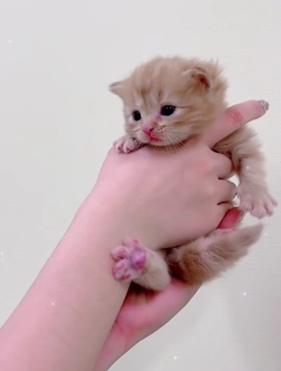 [予約受付中]5月19生まれの子猫ちゃん
