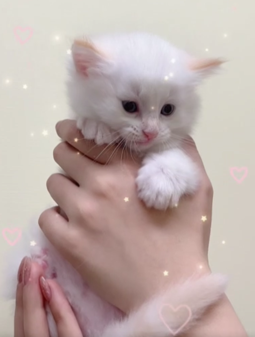 [予約受付中]5月12生まれの子猫ちゃん
