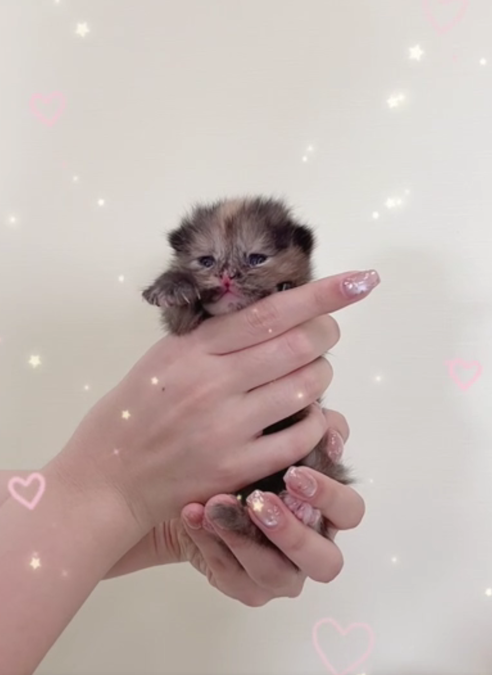 [予約受付中]6月4生まれの子猫ちゃん