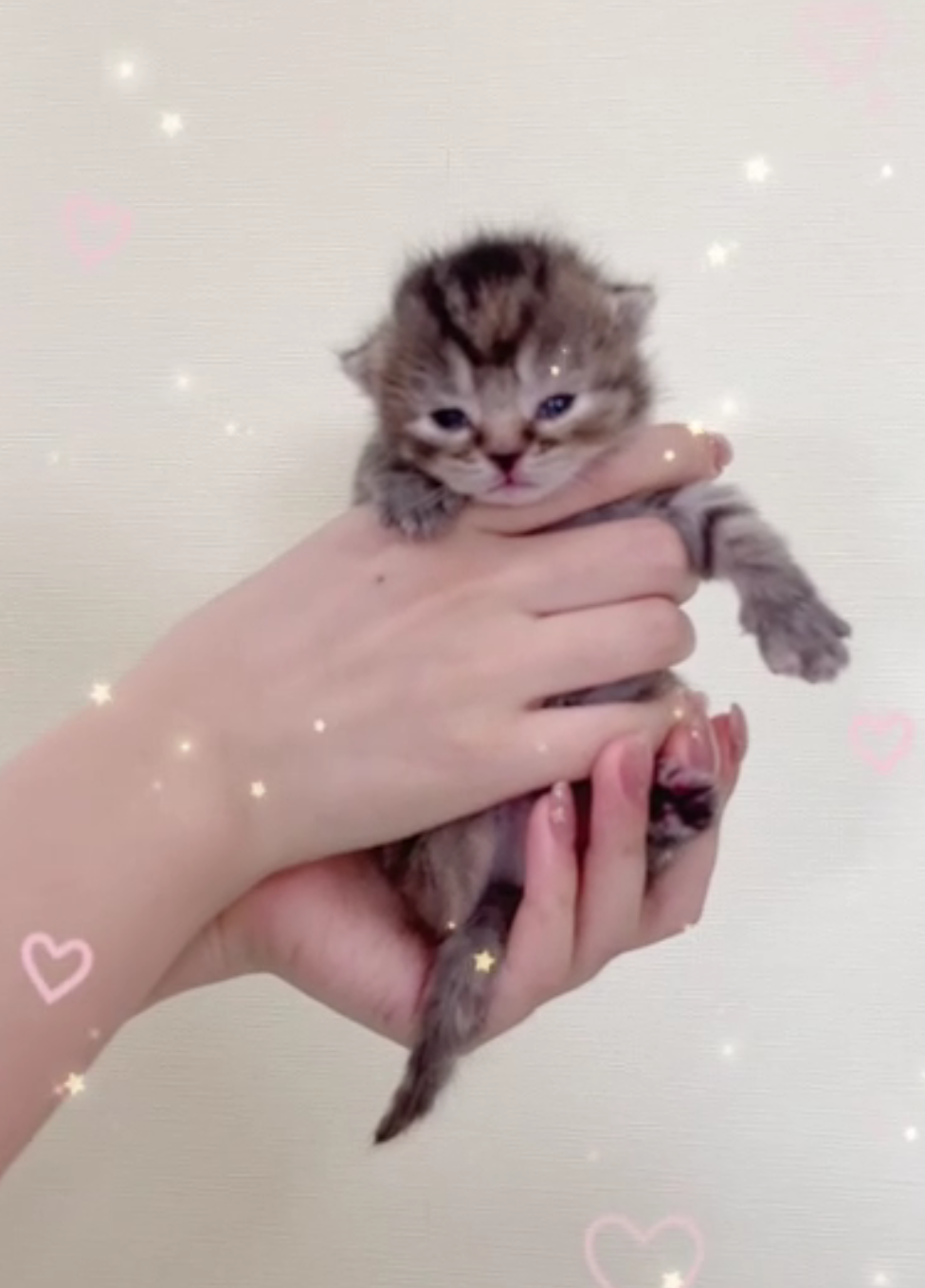 [予約受付中]6月4生まれの子猫ちゃん