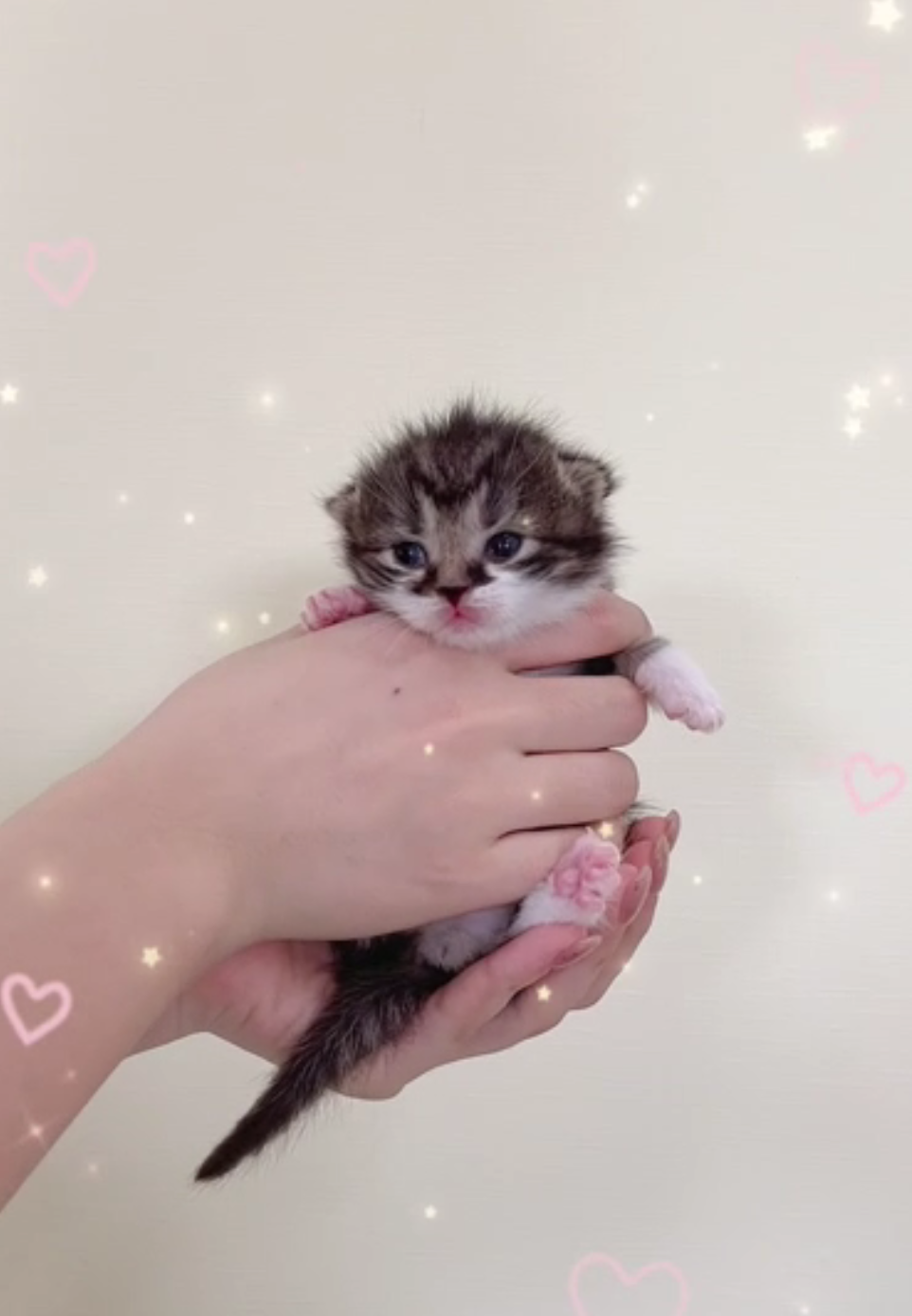 [予約受付中]6月4生まれの子猫ちゃん
