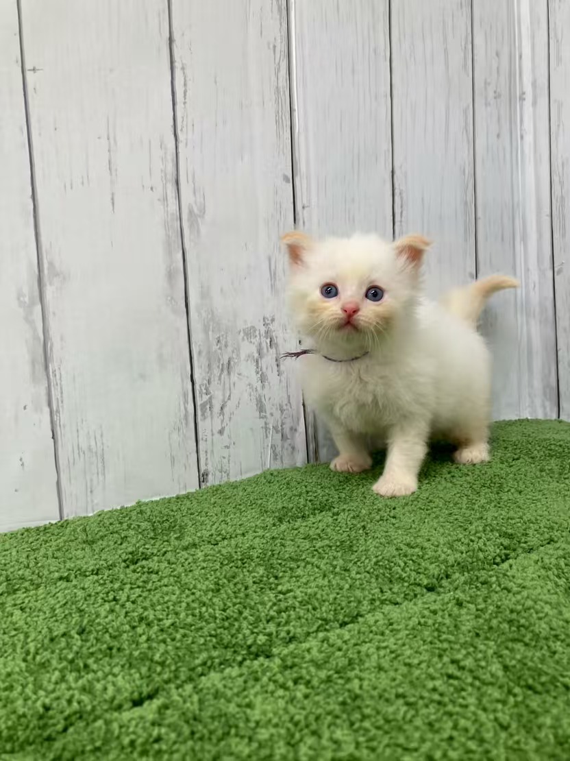 ふわふわネヴァマスカレードの男の子（紫リボン）