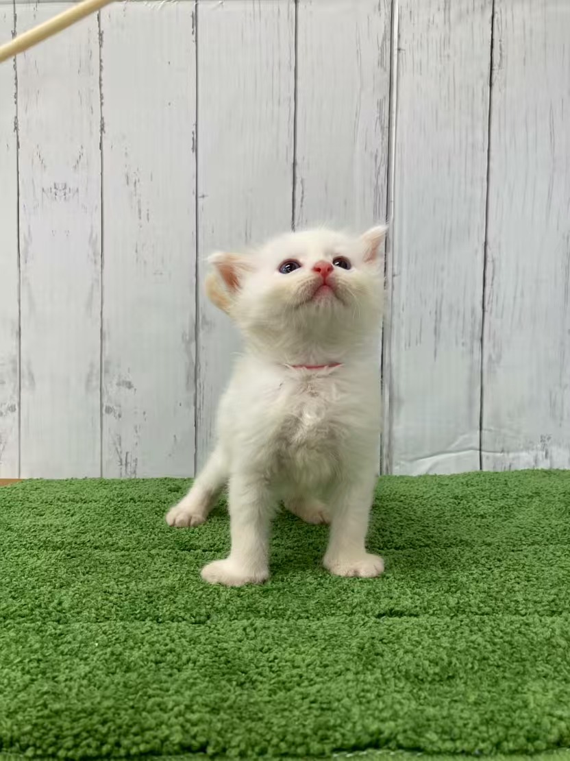 ふわふわネヴァマスカレードの男の子（ピンクリボン）
