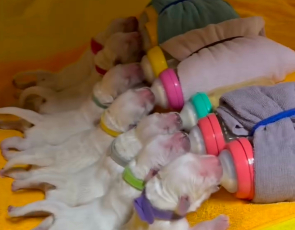 2月27日生まれの子犬たち！一列になってミルクを飲む可愛い姿